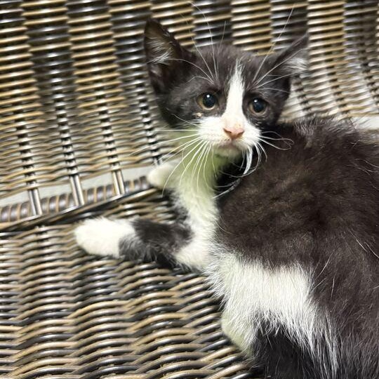 Sparkle, adopted, Kitten Female Domestic Short Hair.