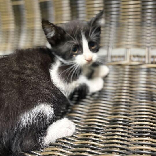 Sparkle, an adopted Domestic Short Hair in Jackson, MI image 2/3