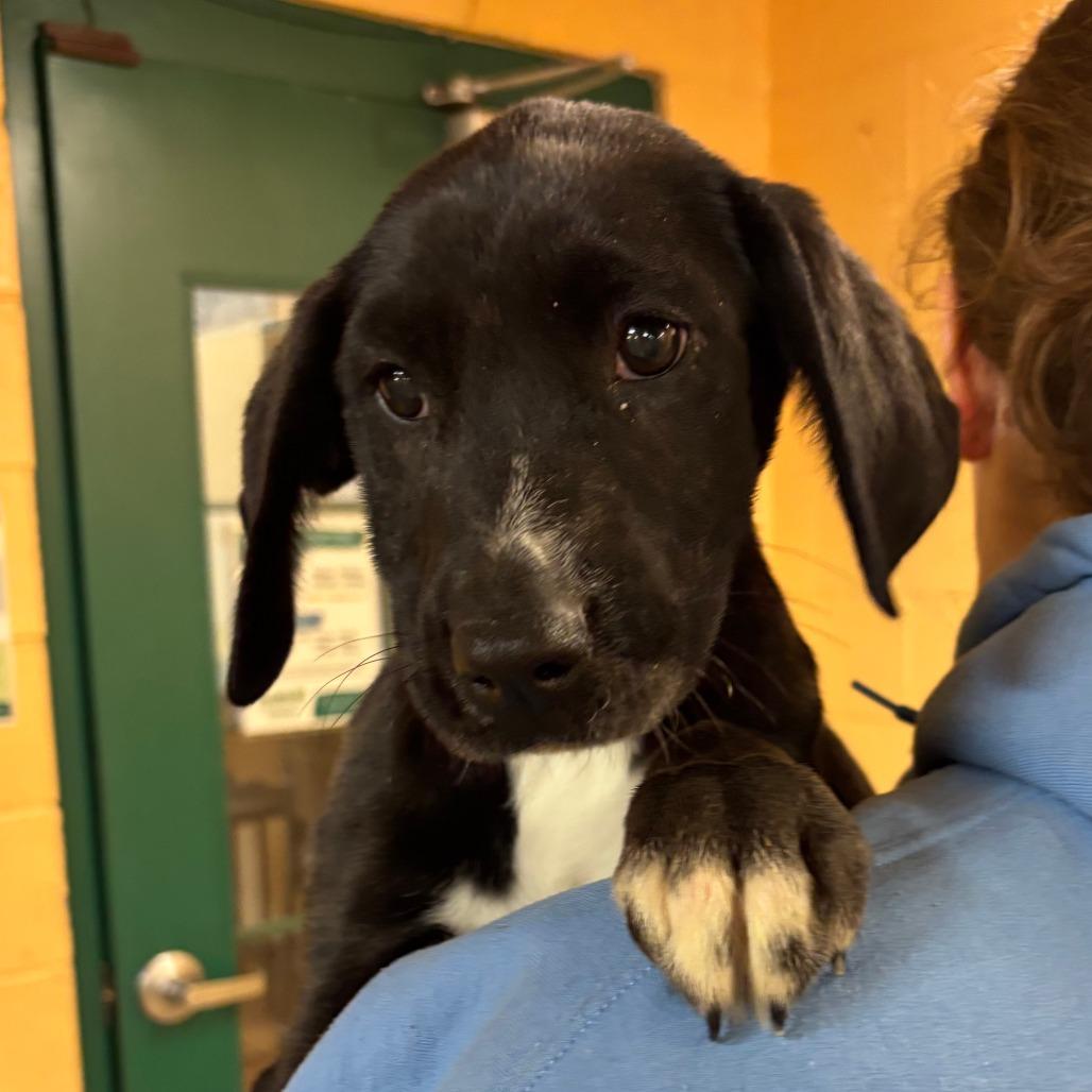 Enlarge Cherry, a Adoptable Mixed Breed in Waukesha, WI image 1/1