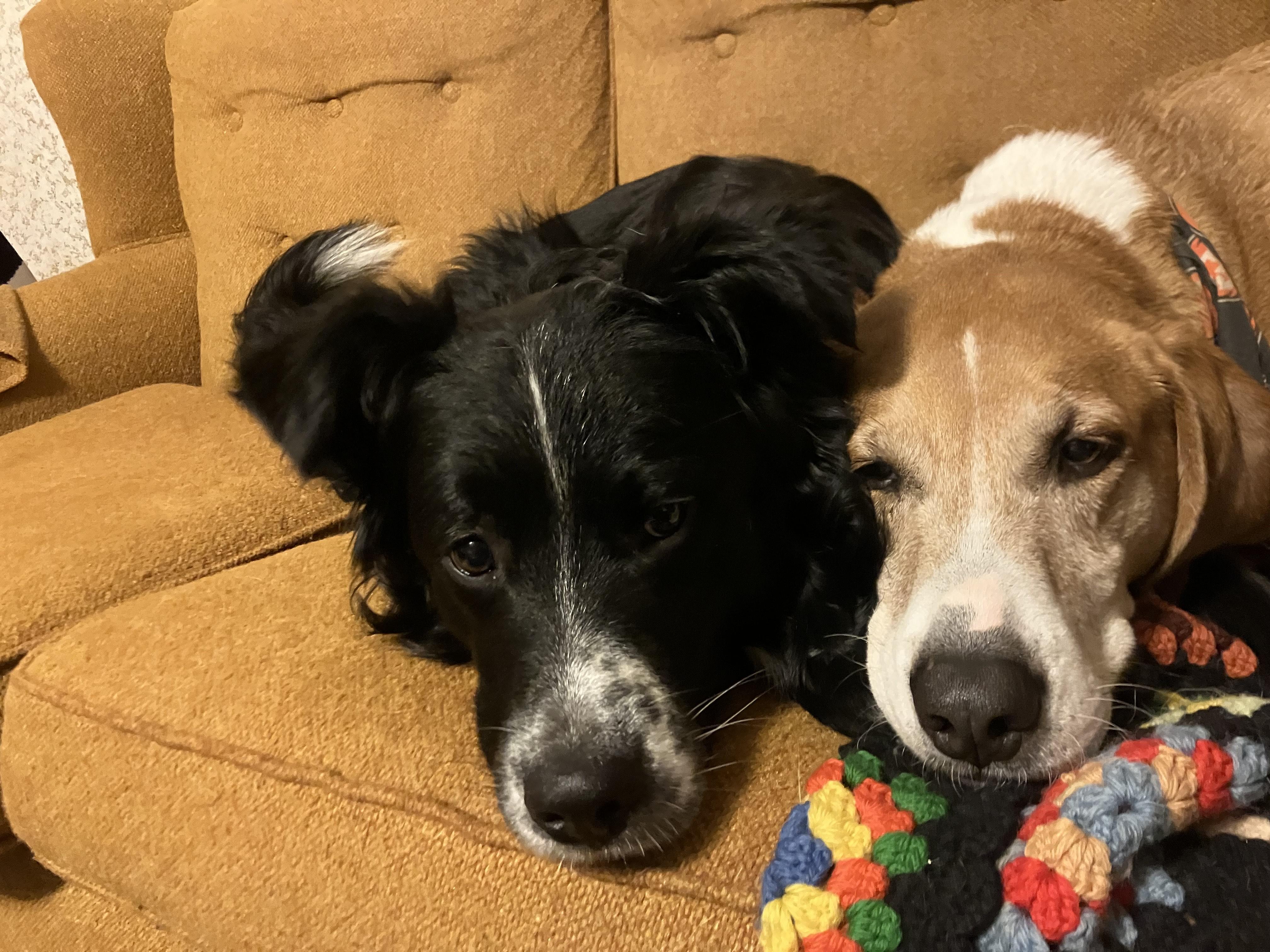 Enlarge Milo, a ADOPTABLE mixed breed in Hull, MA image 1/5