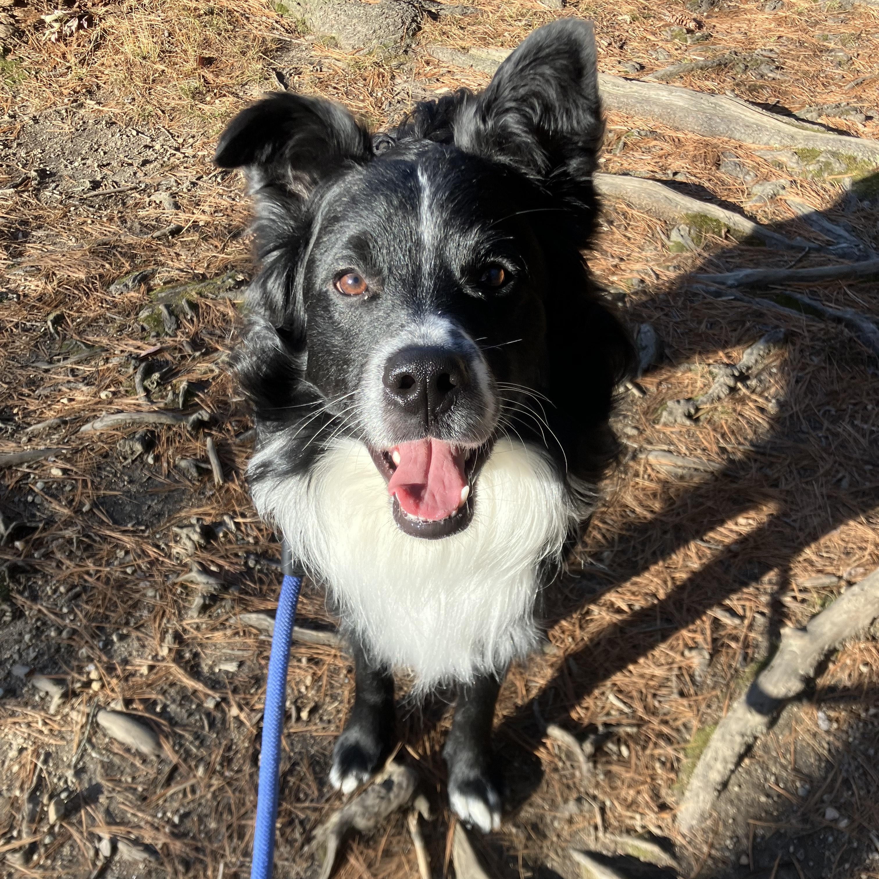 Enlarge Milo, a ADOPTABLE mixed breed in Hull, MA image 3/5