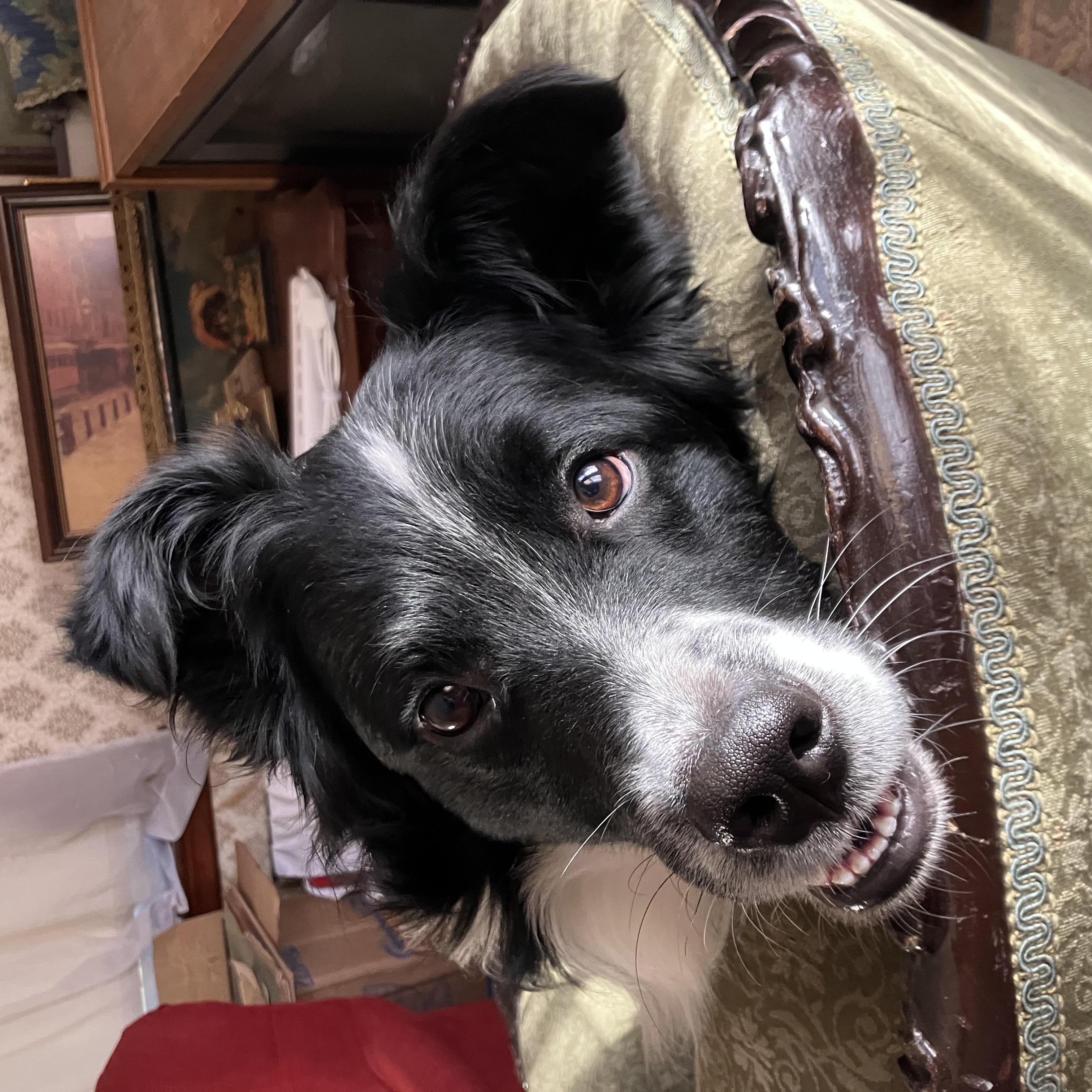 Enlarge Milo, a ADOPTABLE mixed breed in Hull, MA image 4/5