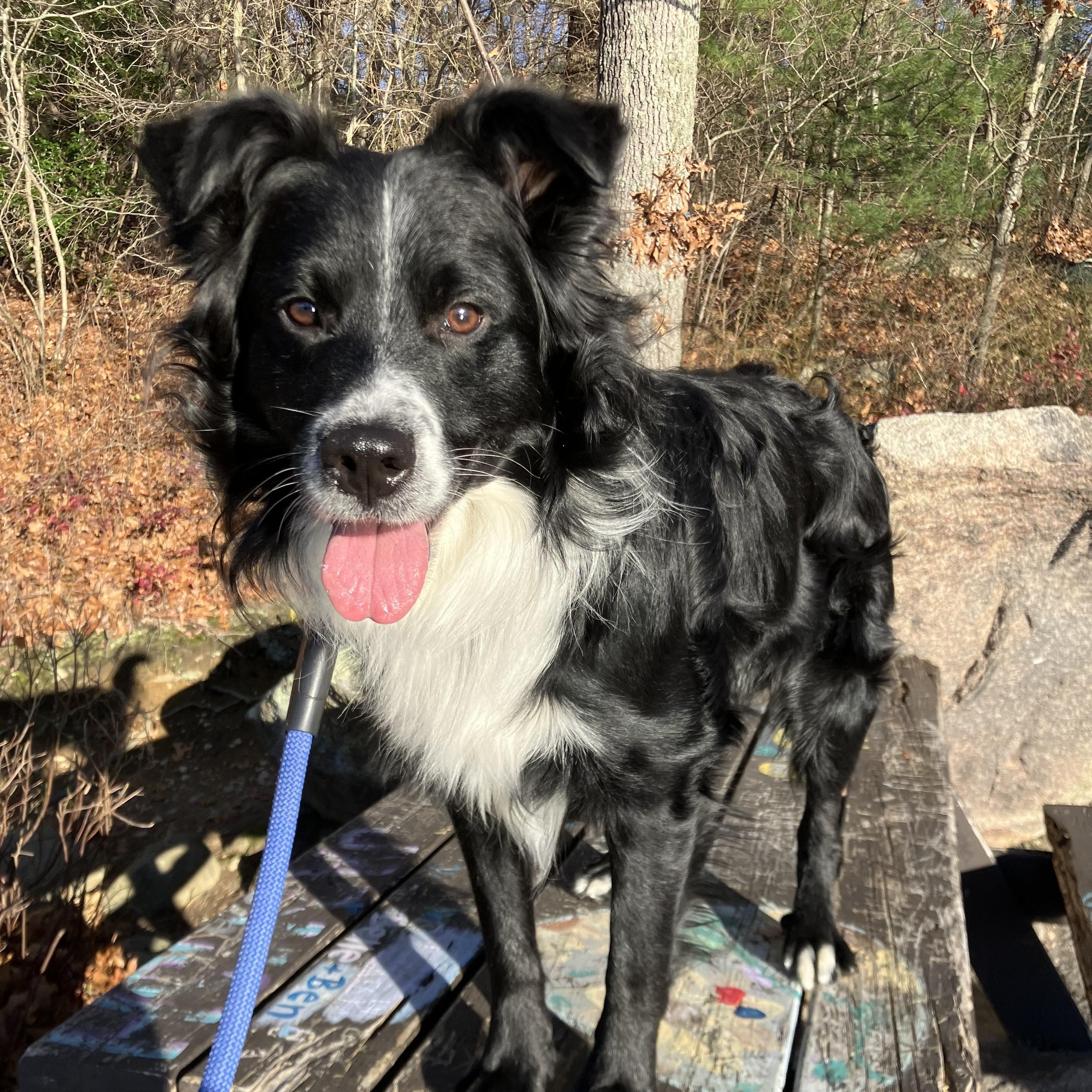 Enlarge Milo, a ADOPTABLE mixed breed in Hull, MA image 5/5