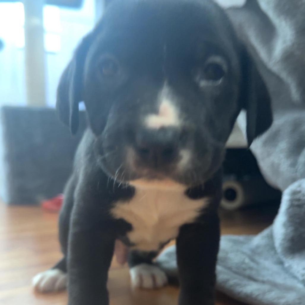 Joey, Adoptable, Puppy Male Black Labrador Retriever.