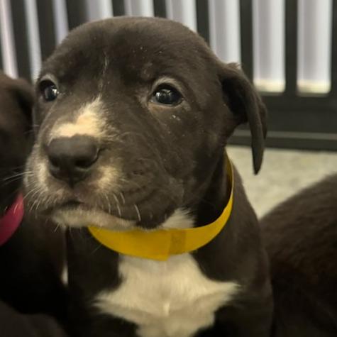 Joey, a Adoptable Black Labrador Retriever in Jefferson city, TN image 2/2
