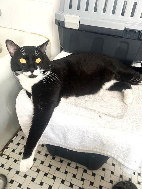 Enlarge Irving, an adopted American Shorthair in East Orange, NJ image 1/4