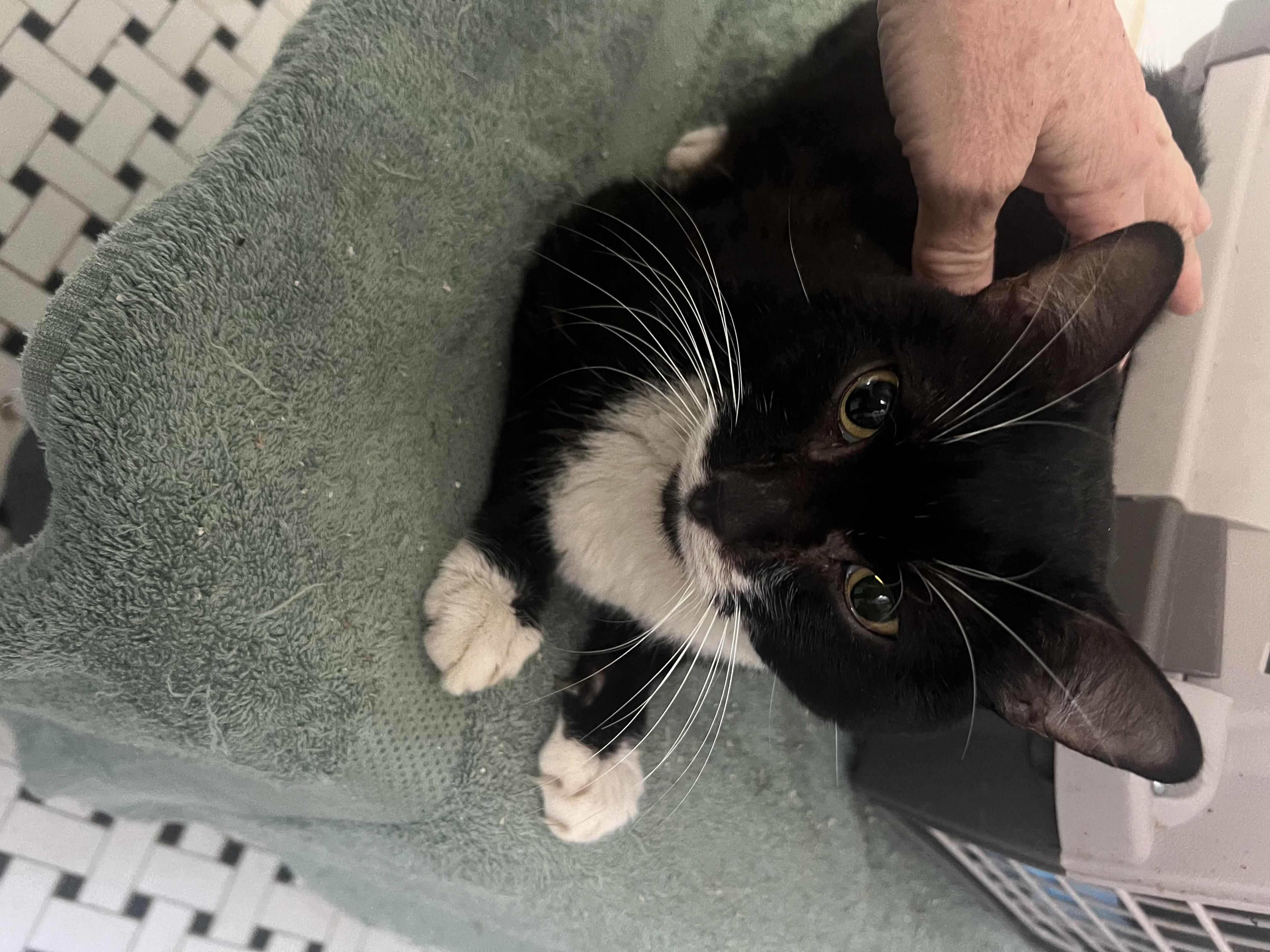 Enlarge Irving, an adopted American Shorthair in East Orange, NJ image 2/4