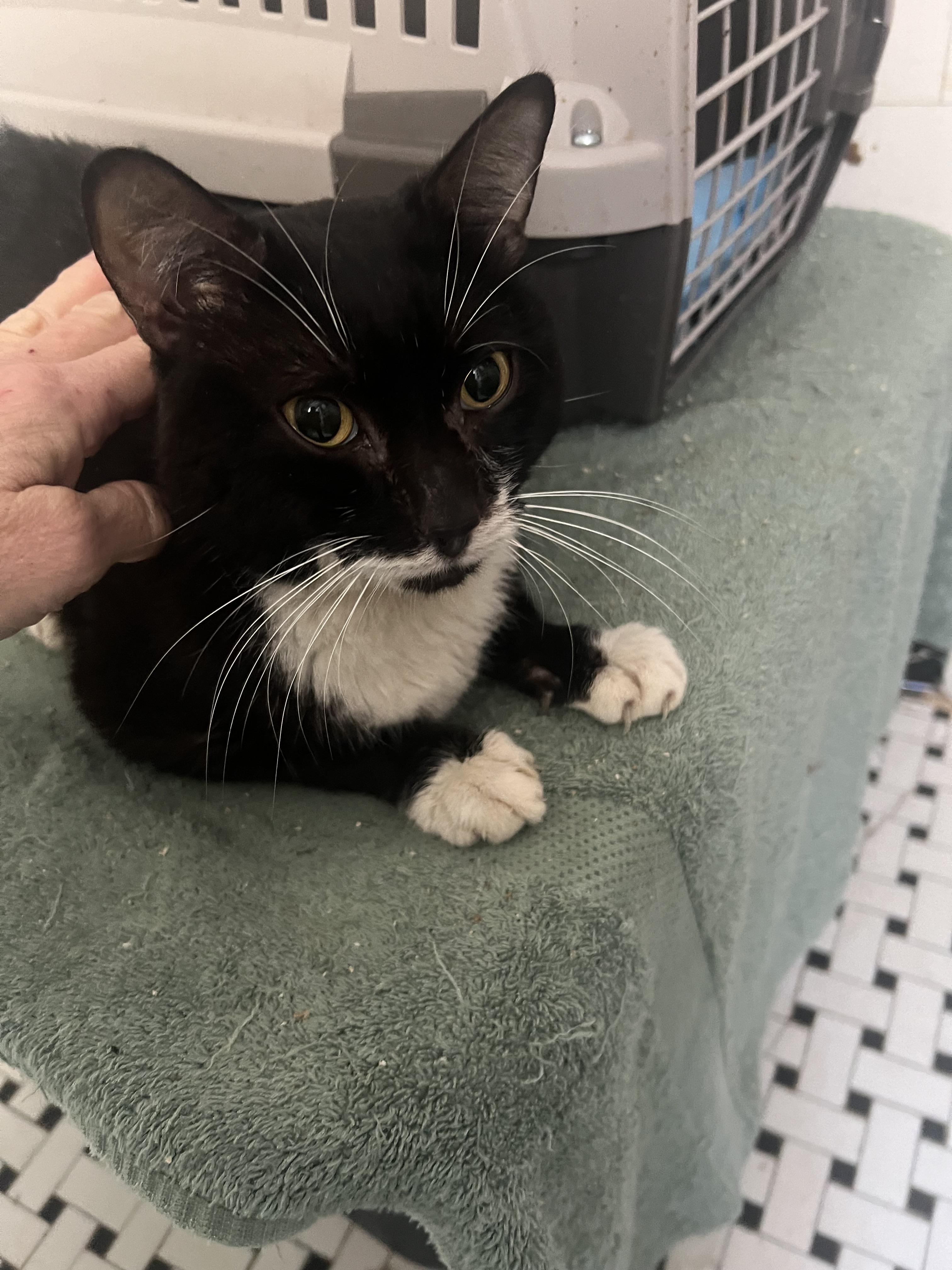 Enlarge Irving, a Adoptable American Shorthair in East Orange, NJ image 4/6