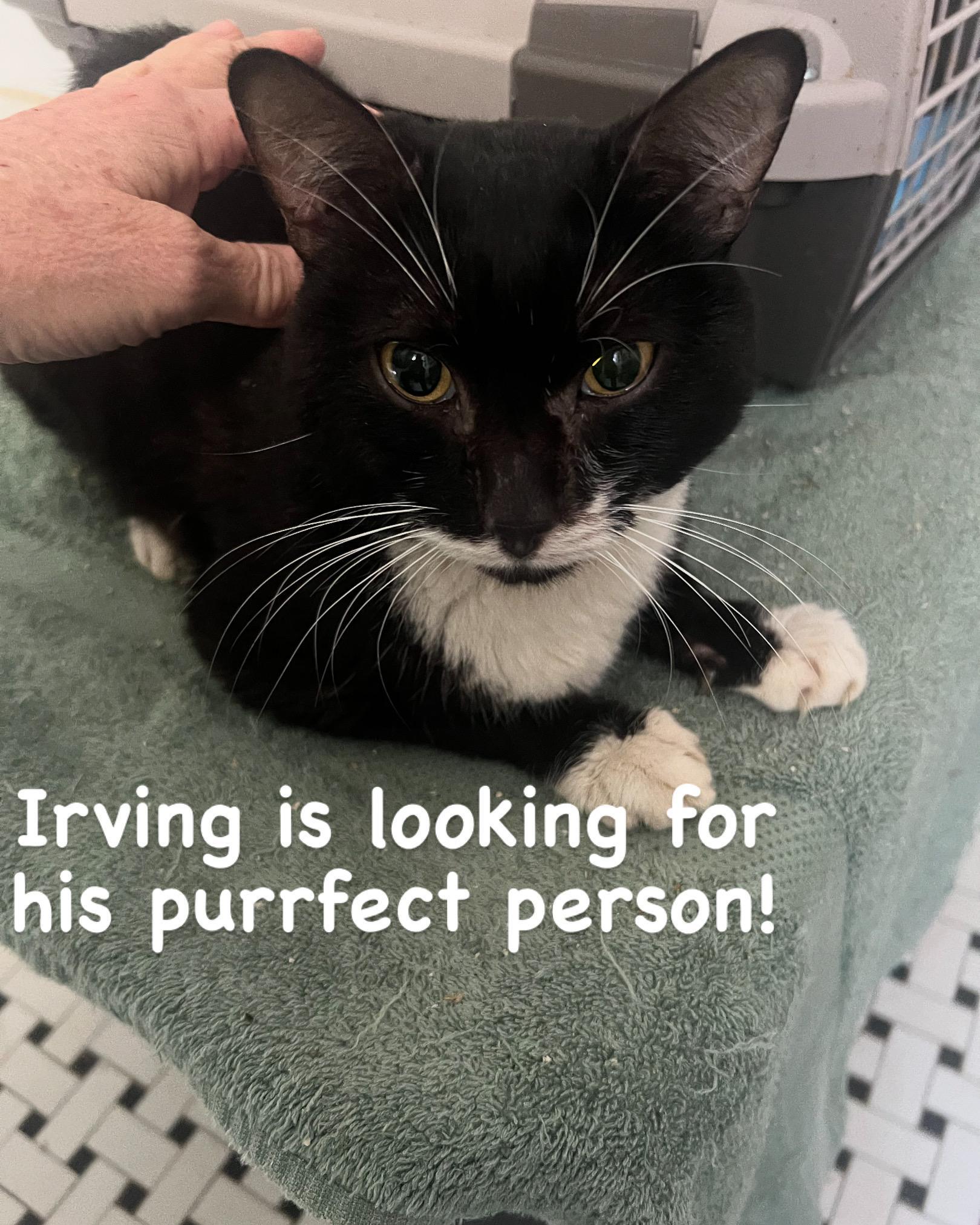 Enlarge Irving, an adopted American Shorthair in East Orange, NJ image 3/4