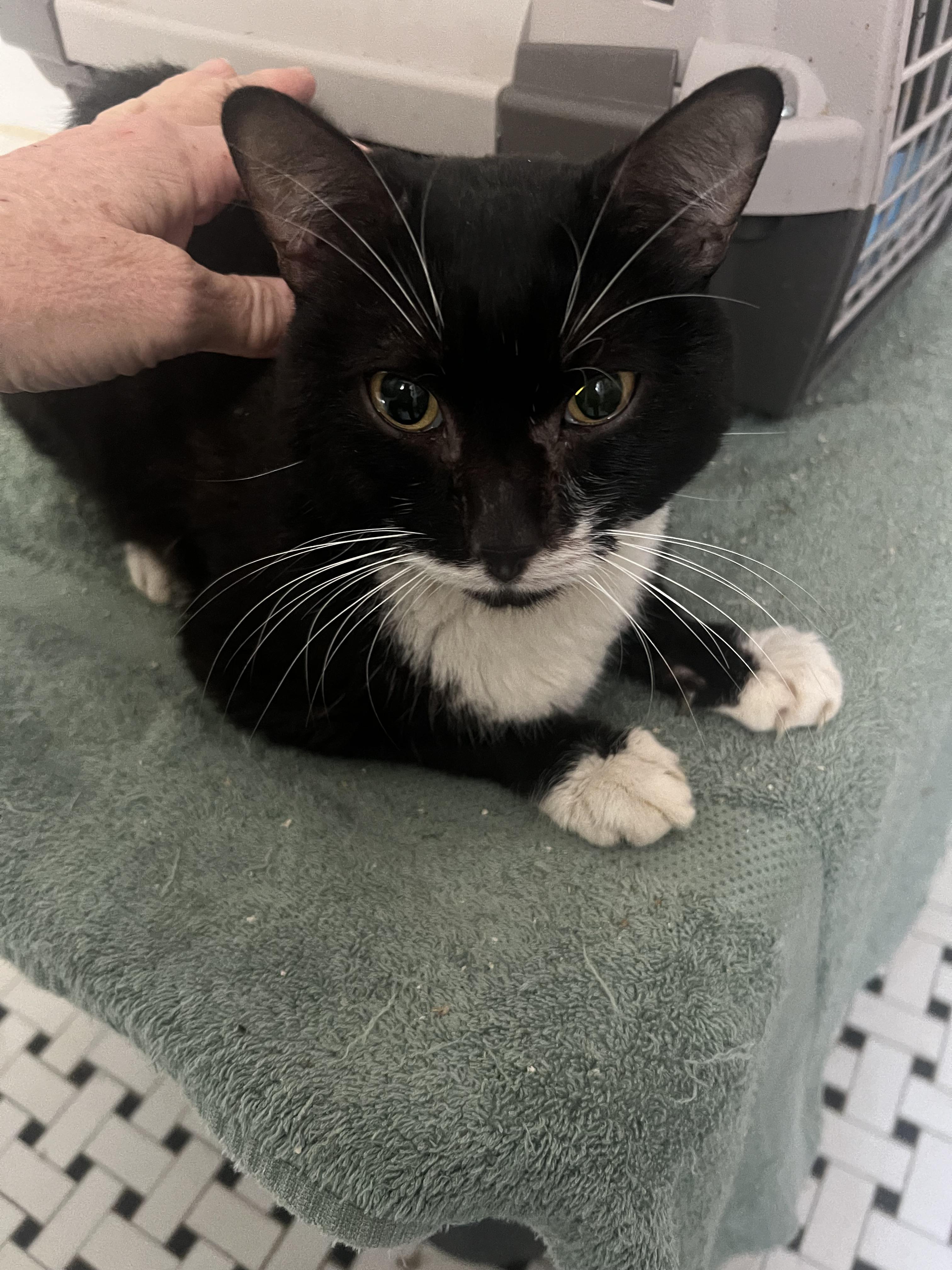 Enlarge Irving, a Adoptable American Shorthair in East Orange, NJ image 5/6