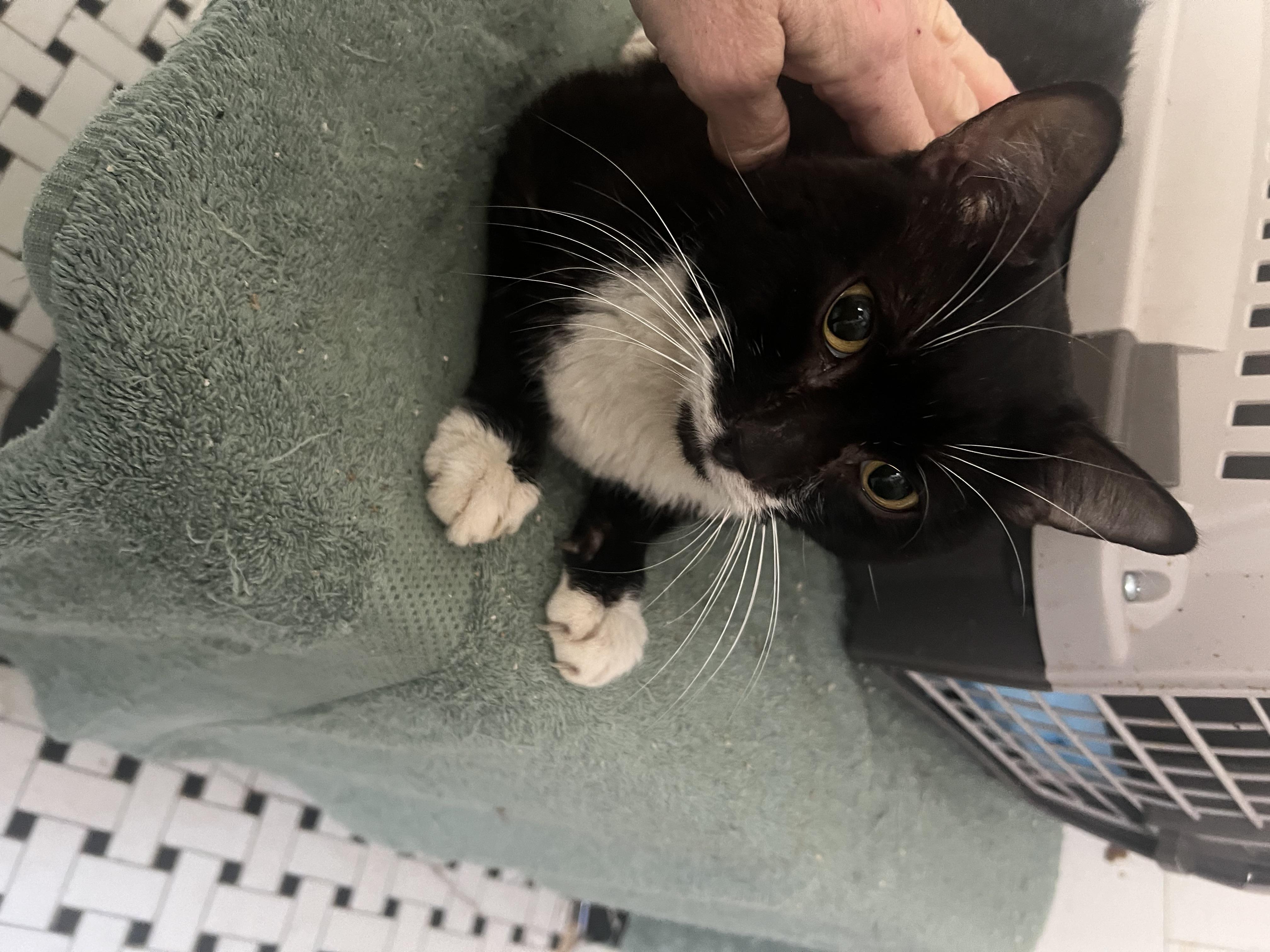 Enlarge Irving, an adopted American Shorthair in East Orange, NJ image 4/4