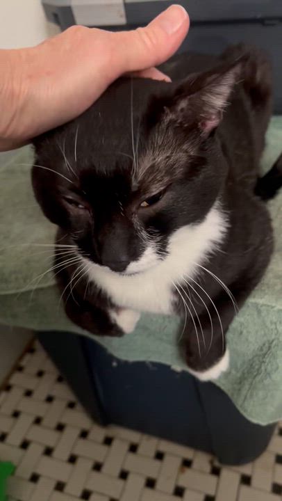Enlarge Irving, a Adoptable American Shorthair in East Orange, NJ video 3/6