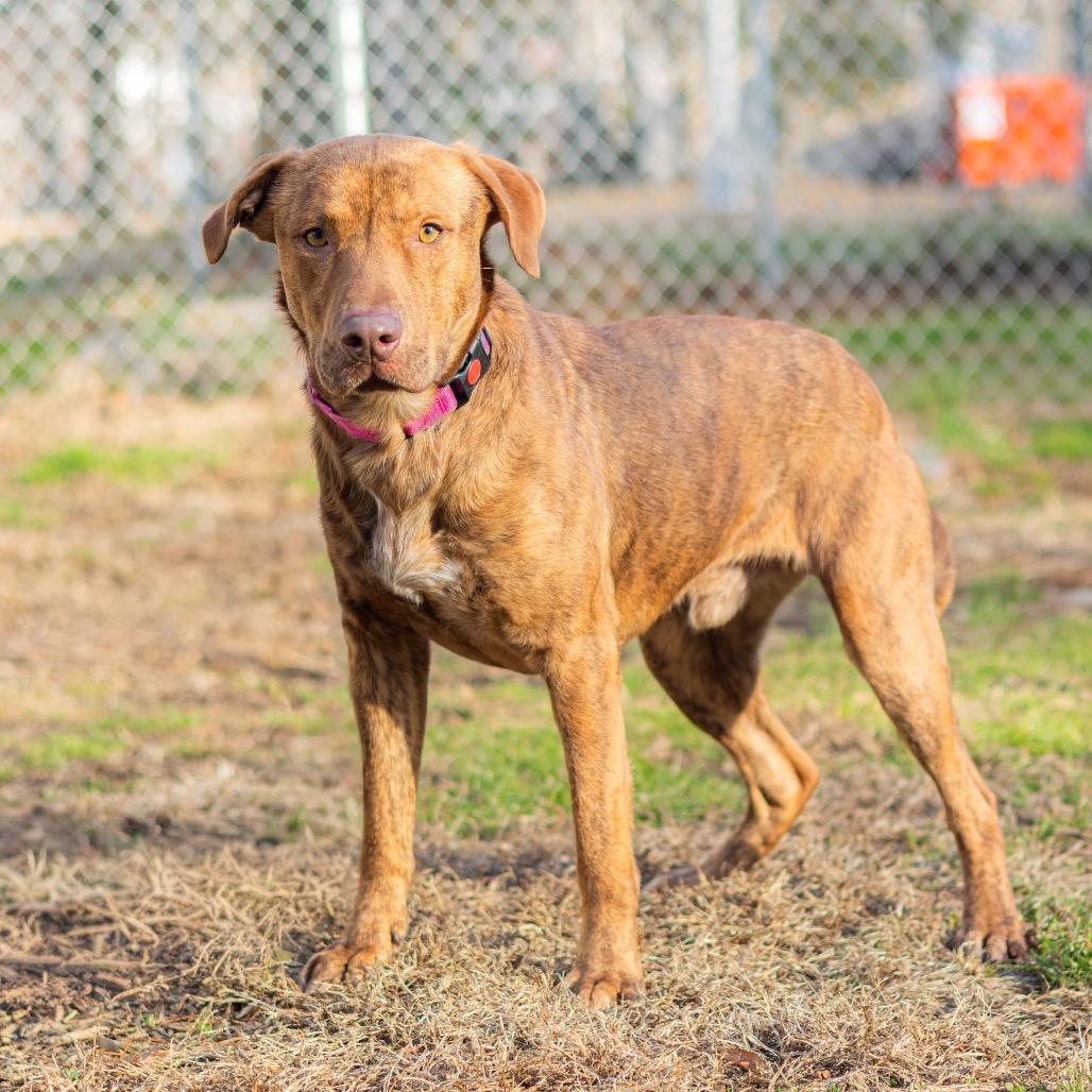 Enlarge Canton, a Adoptable mixed breed in Wilmington, DE image 2/6