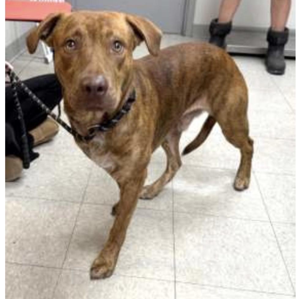 Enlarge Canton, a Adoptable mixed breed in Wilmington, DE image 3/6