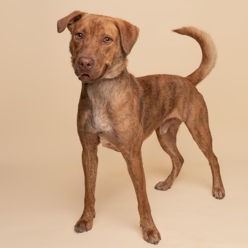Enlarge Canton, a Adoptable mixed breed in Wilmington, DE image 4/6