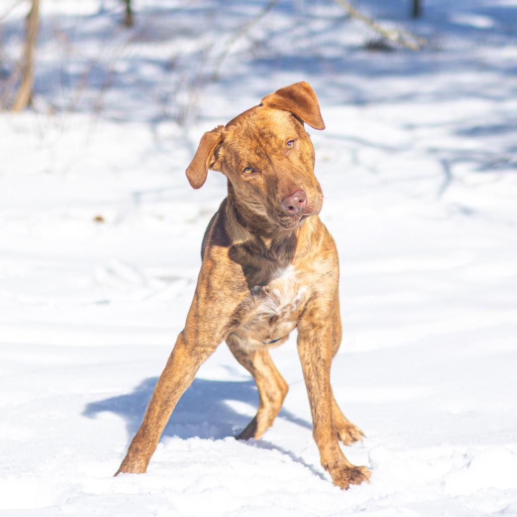 Enlarge Canton, a Adoptable mixed breed in Wilmington, DE image 5/6