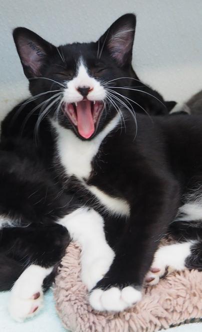 Mirin, a Adoptable Domestic Short Hair in Courtenay, BC image 3/5