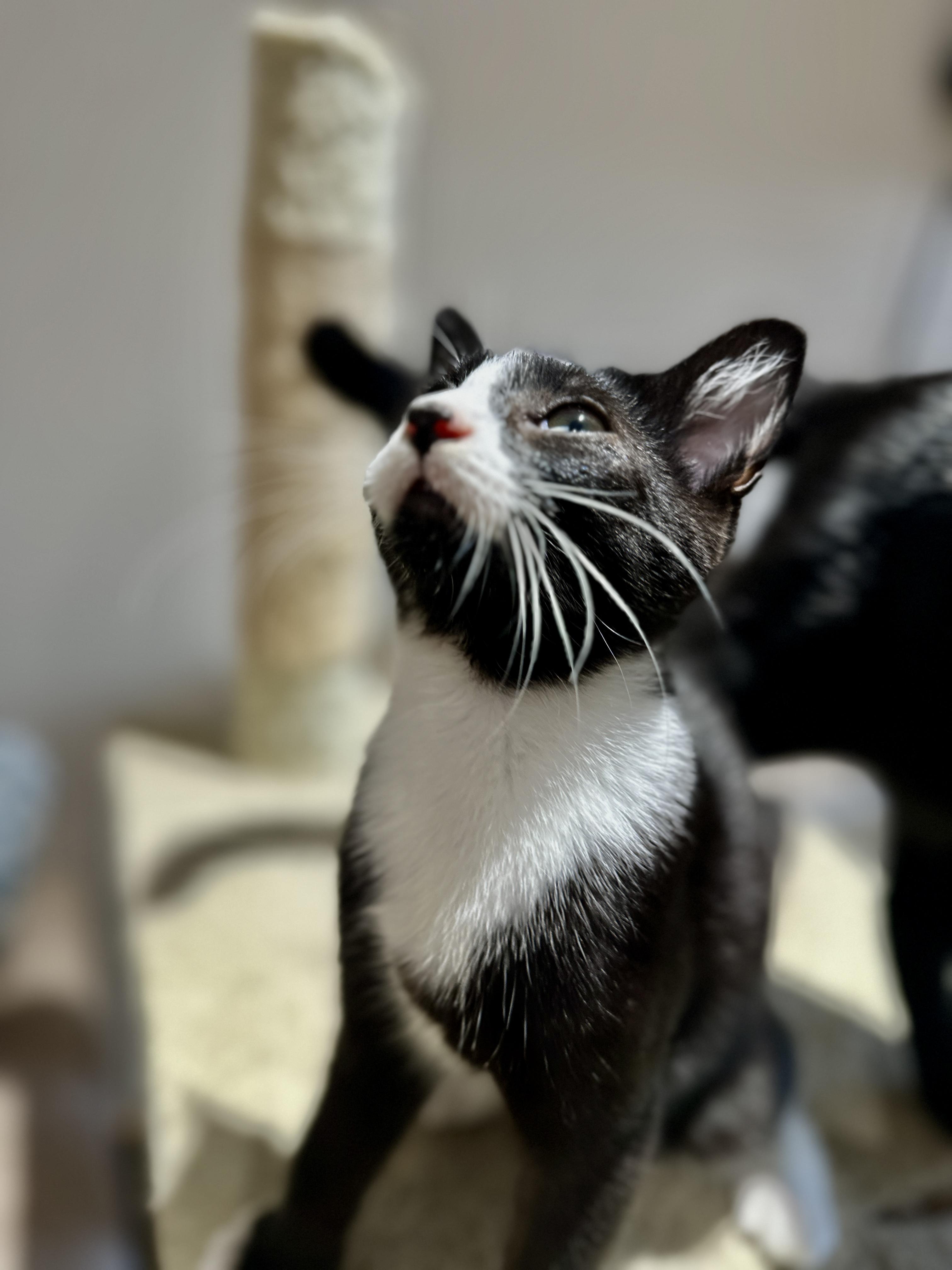 Mirin, a Adoptable Domestic Short Hair in Courtenay, BC image 5/5