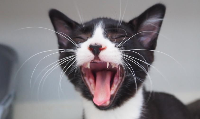 Mirin, Adoptable, Kitten Male Domestic Short Hair.