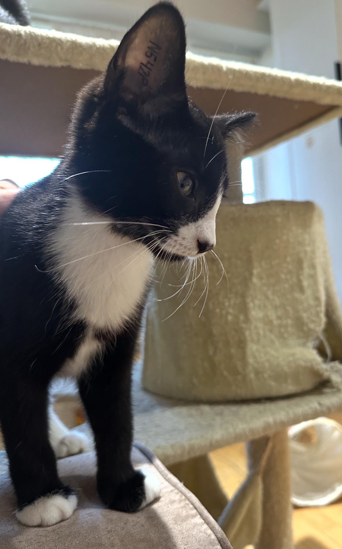 Mirin, a Adoptable Domestic Short Hair in Courtenay, BC image 4/5