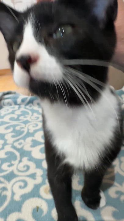 Enlarge Mirin, a Adoptable Domestic Short Hair in Courtenay, BC video 2/5