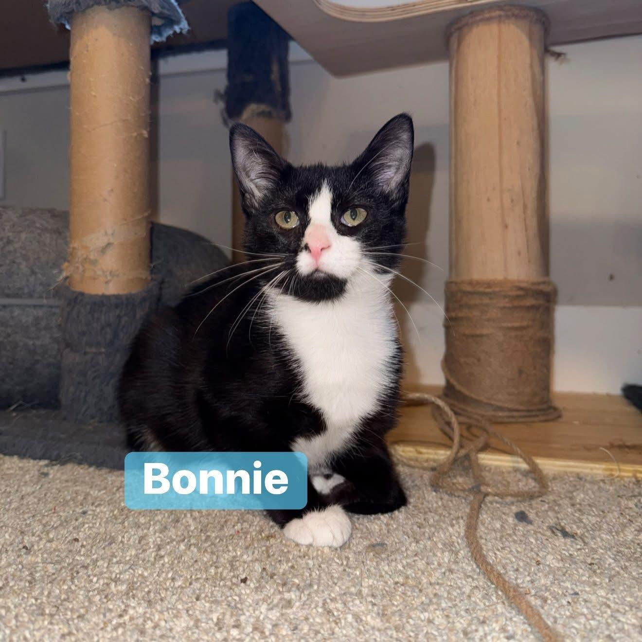 Bonnie, Adoptable, Young Female Domestic Short Hair.