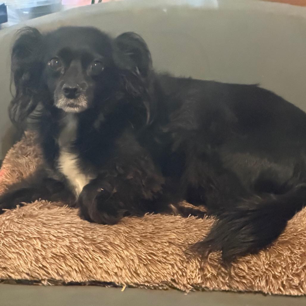 Enlarge Lucky, a Adoptable mixed breed in Phoenix, AZ image 1/1