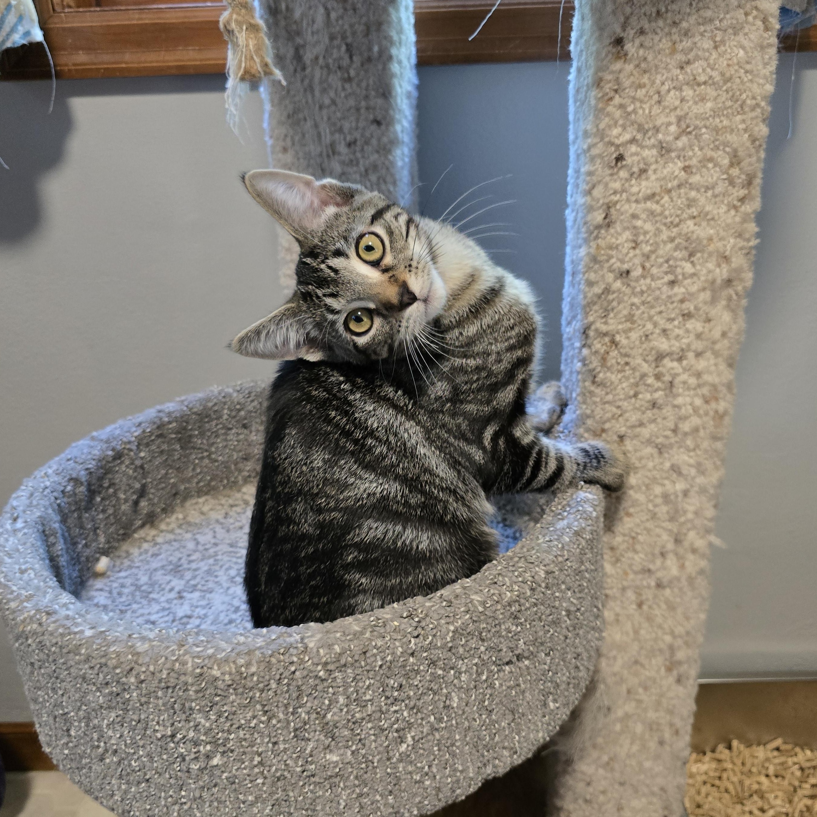 Geo, an adoptable Domestic Short Hair, Tabby in Big Lake, MN, 55309 | Photo Image 4