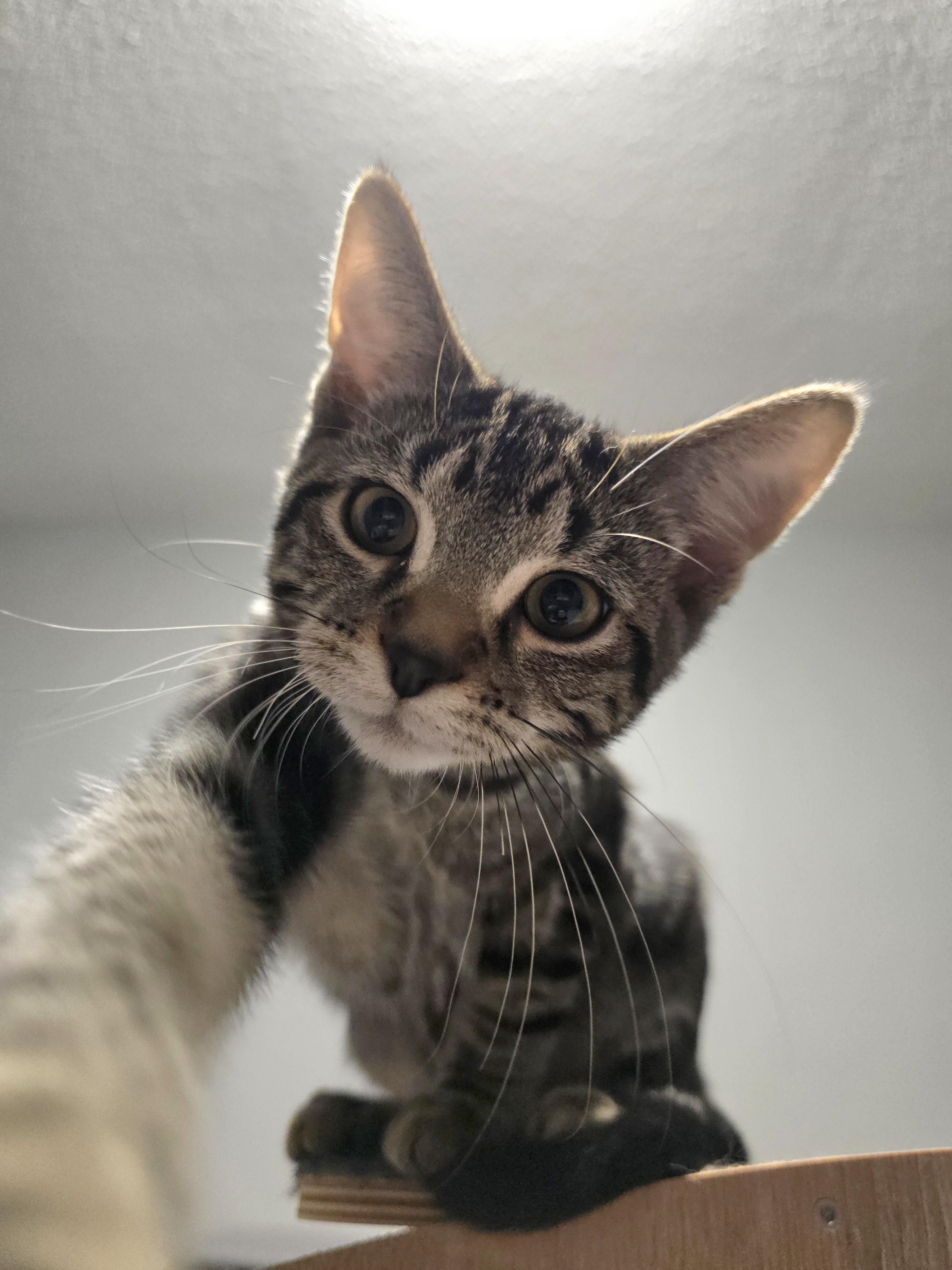 Geo, an adoptable Domestic Short Hair, Tabby in Big Lake, MN, 55309 | Photo Image 2