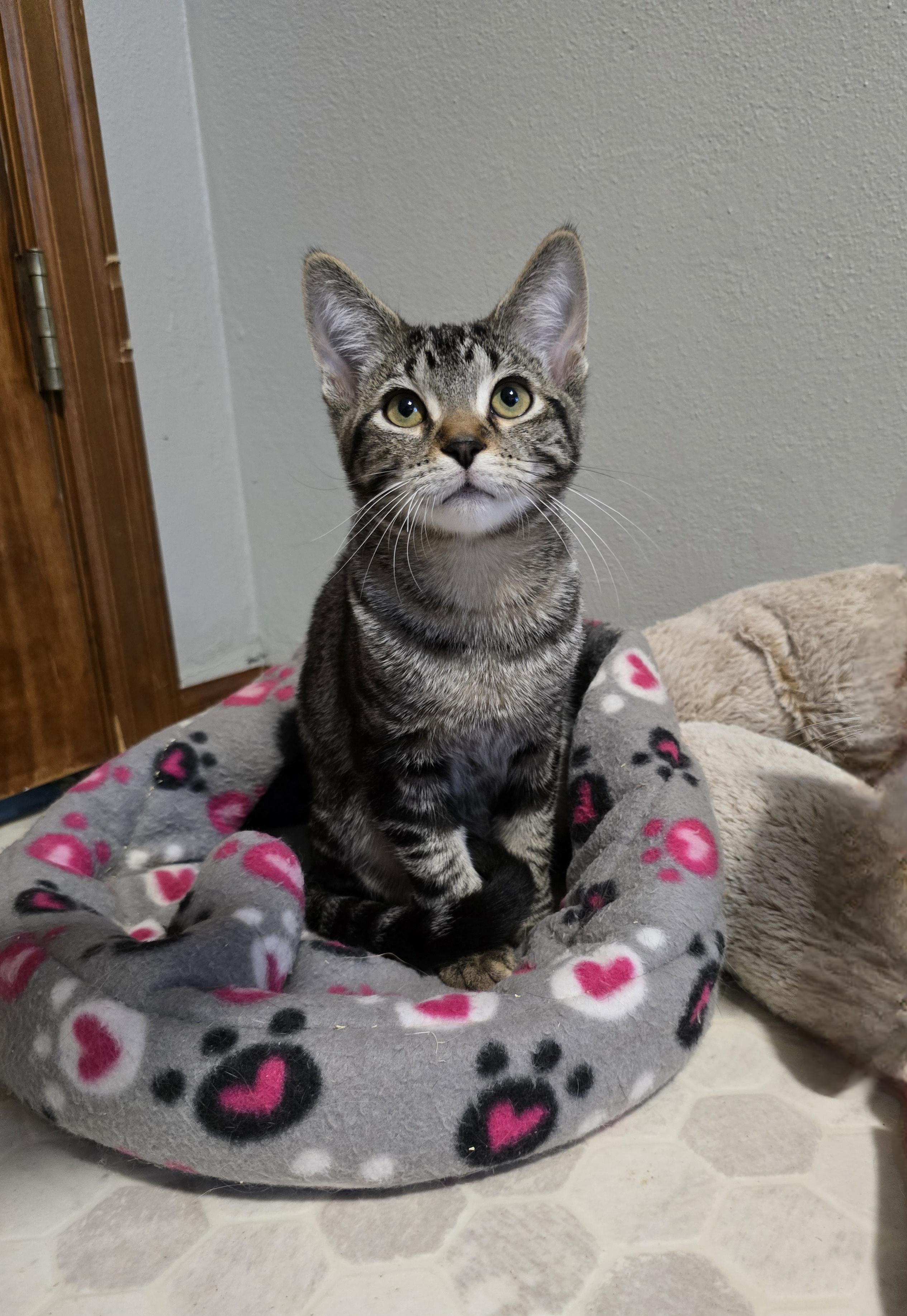 Geo, an adoptable Domestic Short Hair, Tabby in Big Lake, MN, 55309 | Photo Image 5