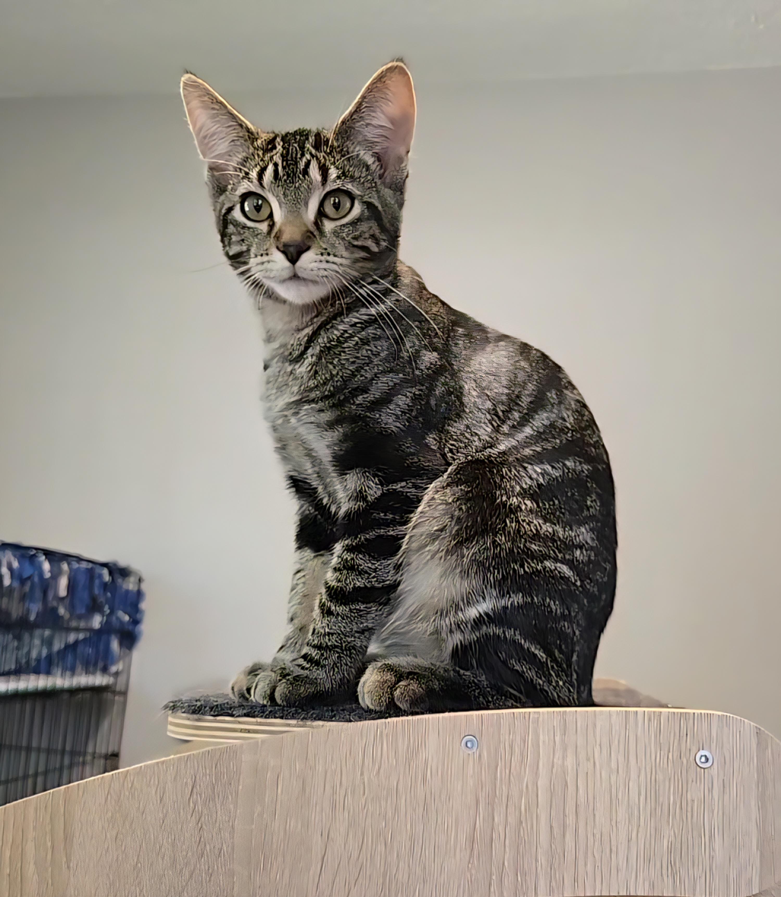 Geo, an adoptable Domestic Short Hair, Tabby in Big Lake, MN, 55309 | Photo Image 3