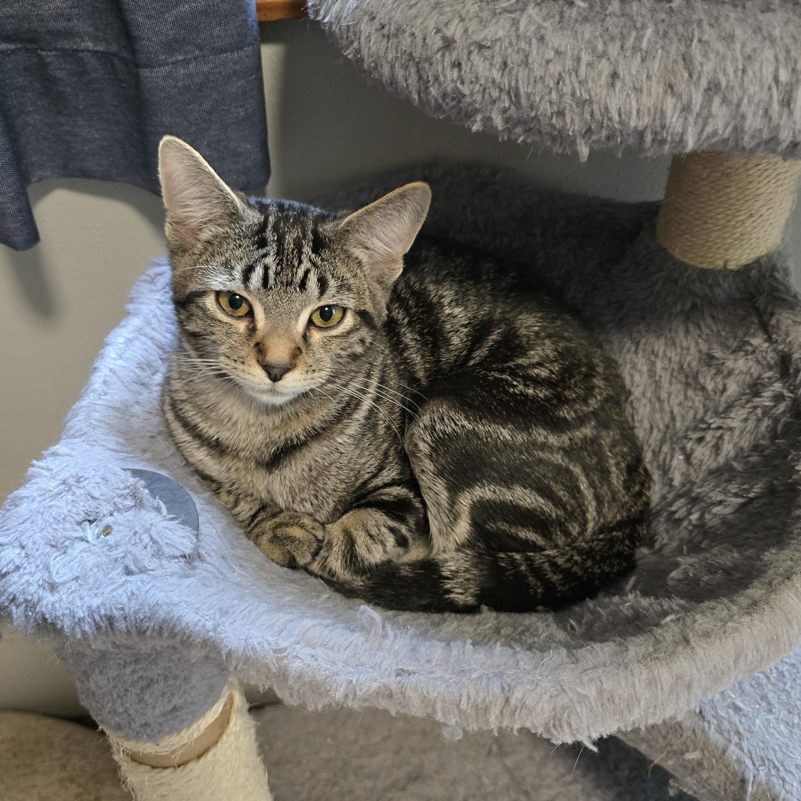Geo, an adoptable Domestic Short Hair, Tabby in Big Lake, MN, 55309 | Photo Image 1