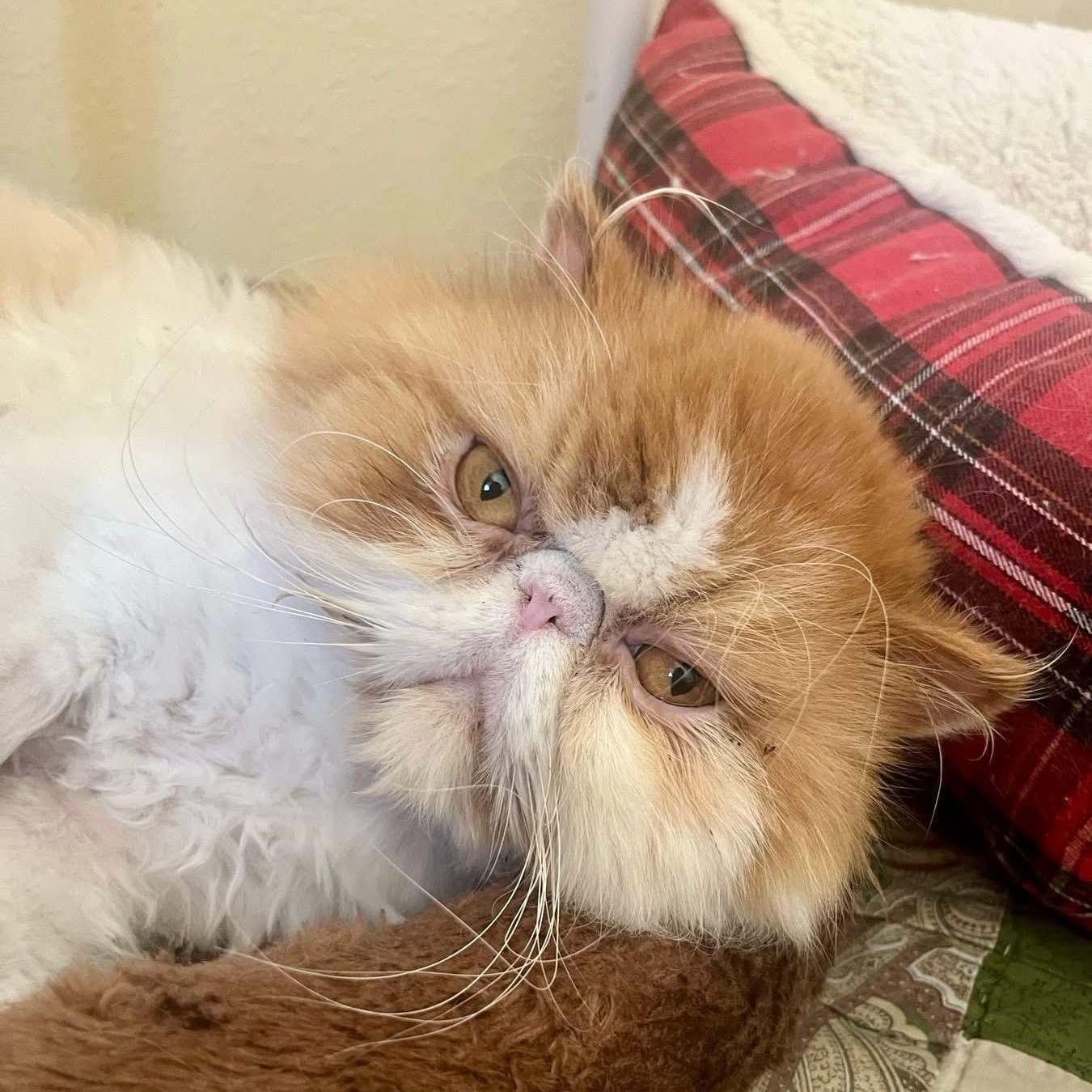 Hustler, a Adopted Persian in OshKosh, WI image 1/3