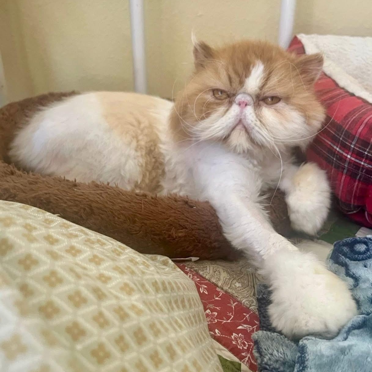 Hustler, a Adopted Persian in OshKosh, WI image 2/3