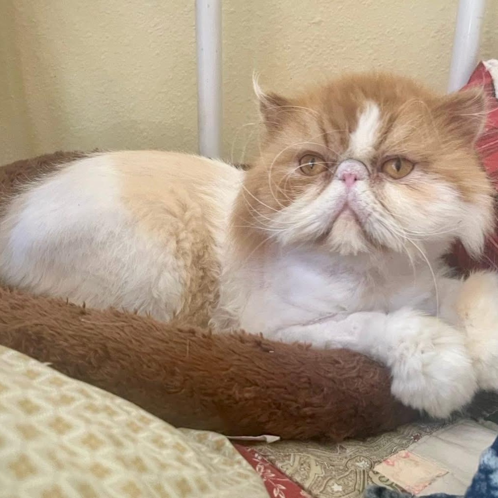 Hustler, a Adopted Persian in OshKosh, WI image 3/3