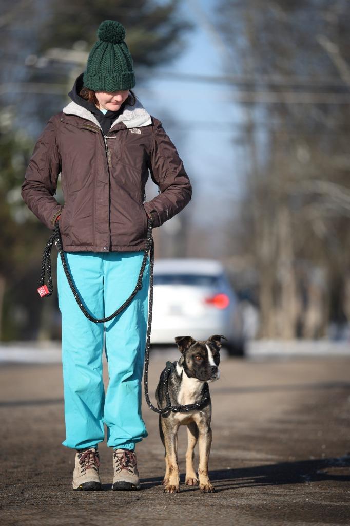 Comet, Adoptable, Adult Male Boxer & Mixed Breed.