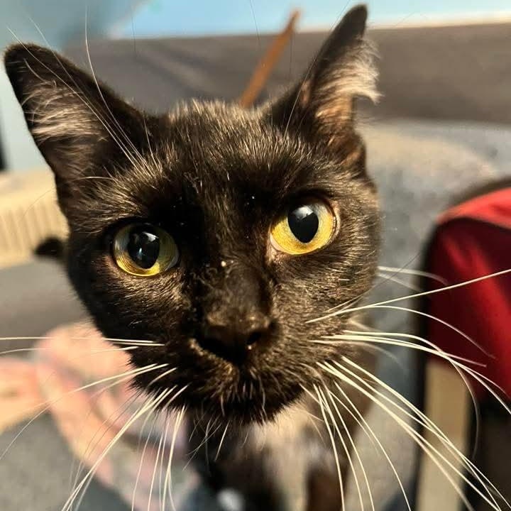 Evian, a Adoptable Tuxedo in Kentwood, MI image 5/6