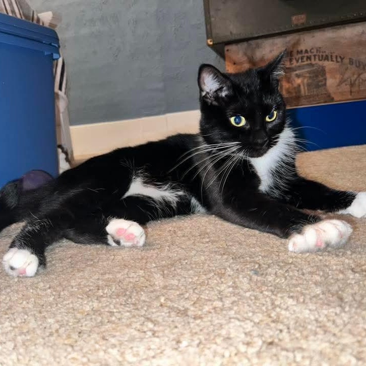 Evian, a Adoptable Tuxedo in Kentwood, MI image 1/6