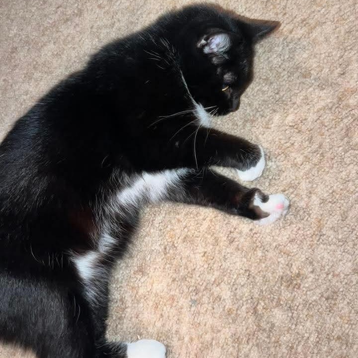 Evian, a Adoptable Tuxedo in Kentwood, MI image 3/6