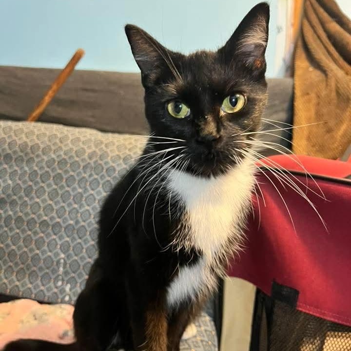Evian, Adoptable, Adult Female Tuxedo.