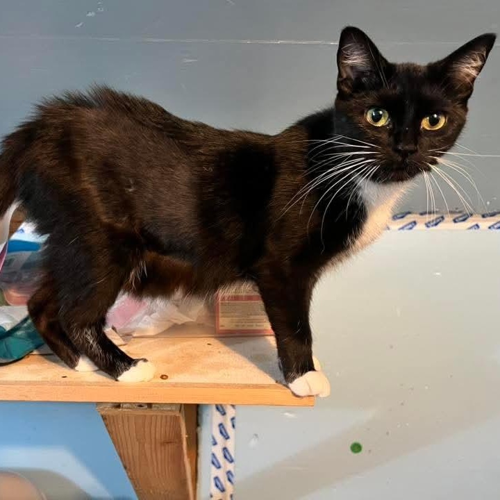 Evian, a Adoptable Tuxedo in Kentwood, MI image 6/6