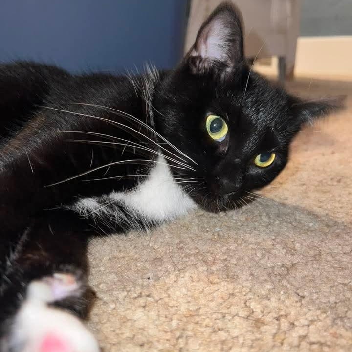 Evian, a Adoptable Tuxedo in Kentwood, MI image 2/6