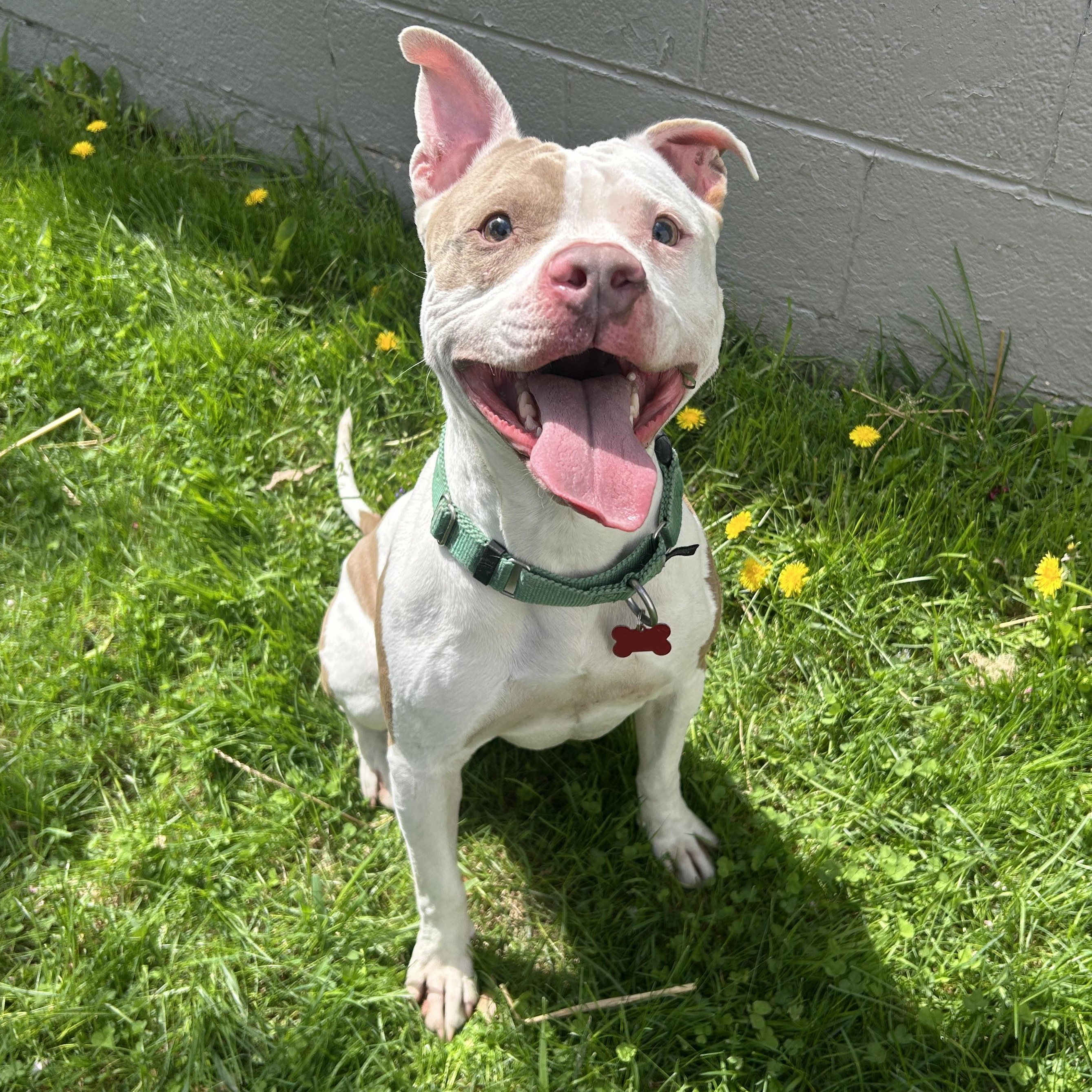 Enlarge Astro, a ADOPTABLE mixed breed in Detroit, MI image 3/3