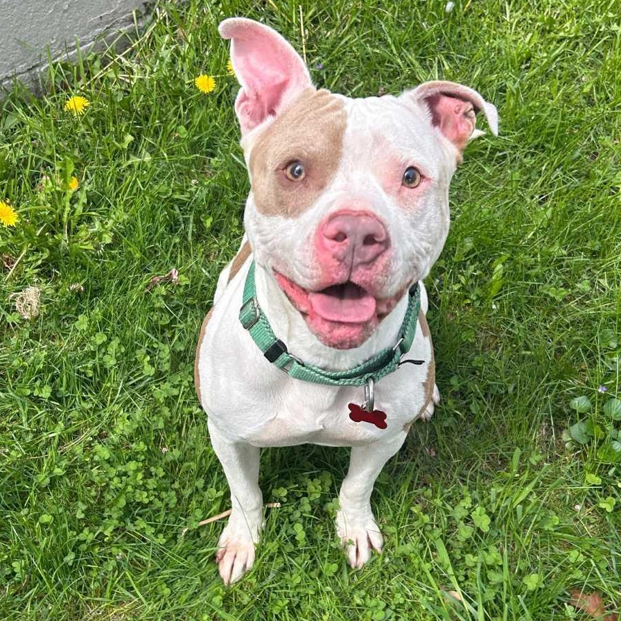 Astro, ADOPTABLE, Young Male American Staffordshire Terrier & Mixed Breed.