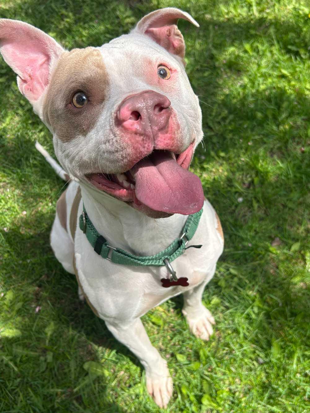Enlarge Astro, a ADOPTABLE mixed breed in Detroit, MI image 2/3