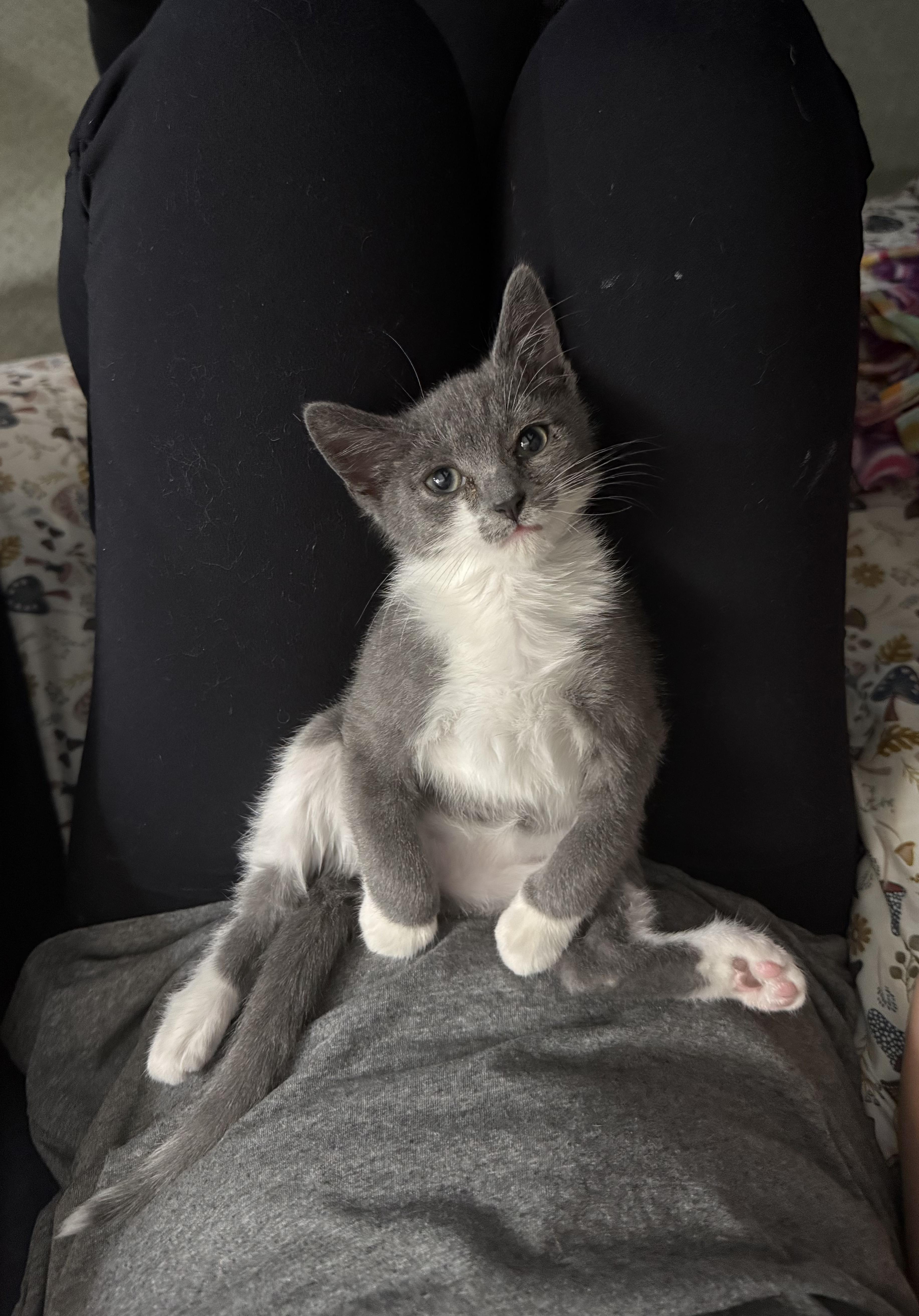 Polly Pocket, Adoptable, Young Female Domestic Short Hair.