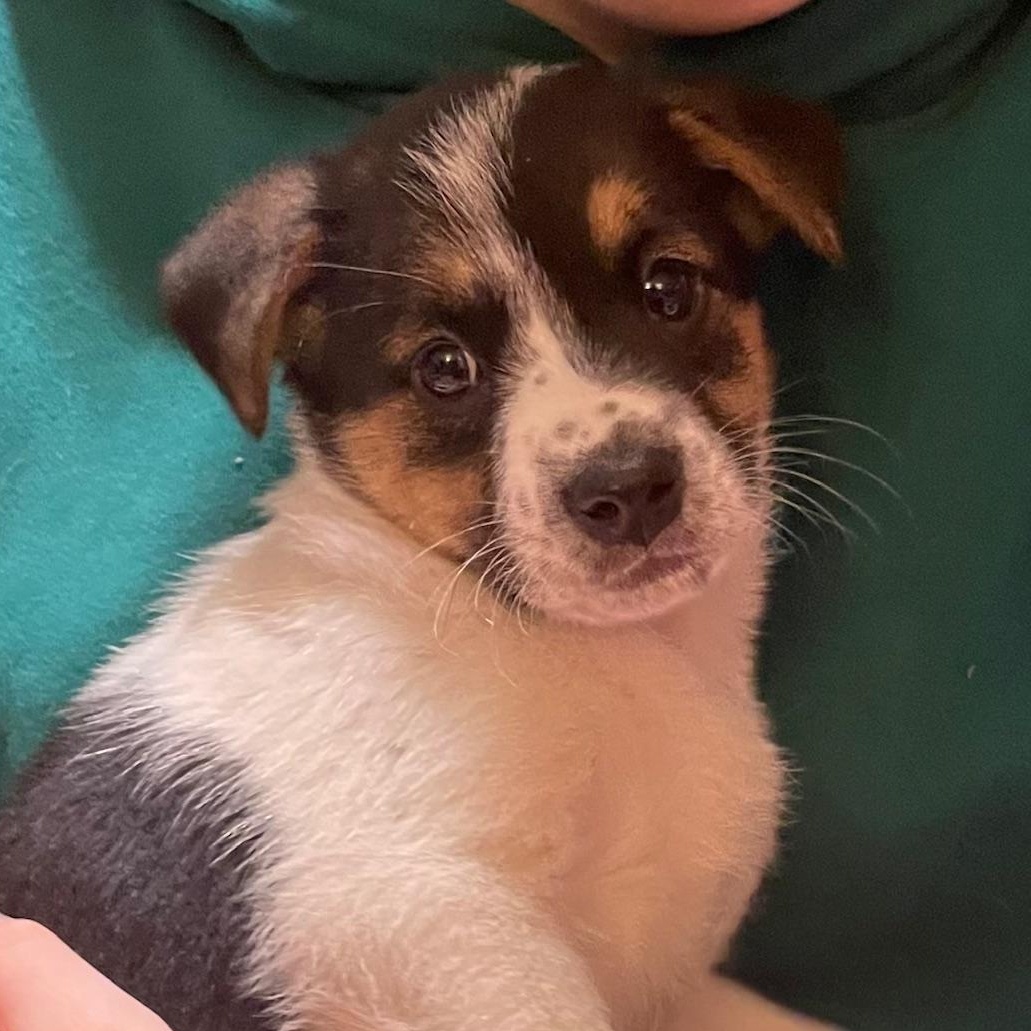 Enlarge Deja, an adopted Australian Shepherd in Minneapolis, MN image 2/2