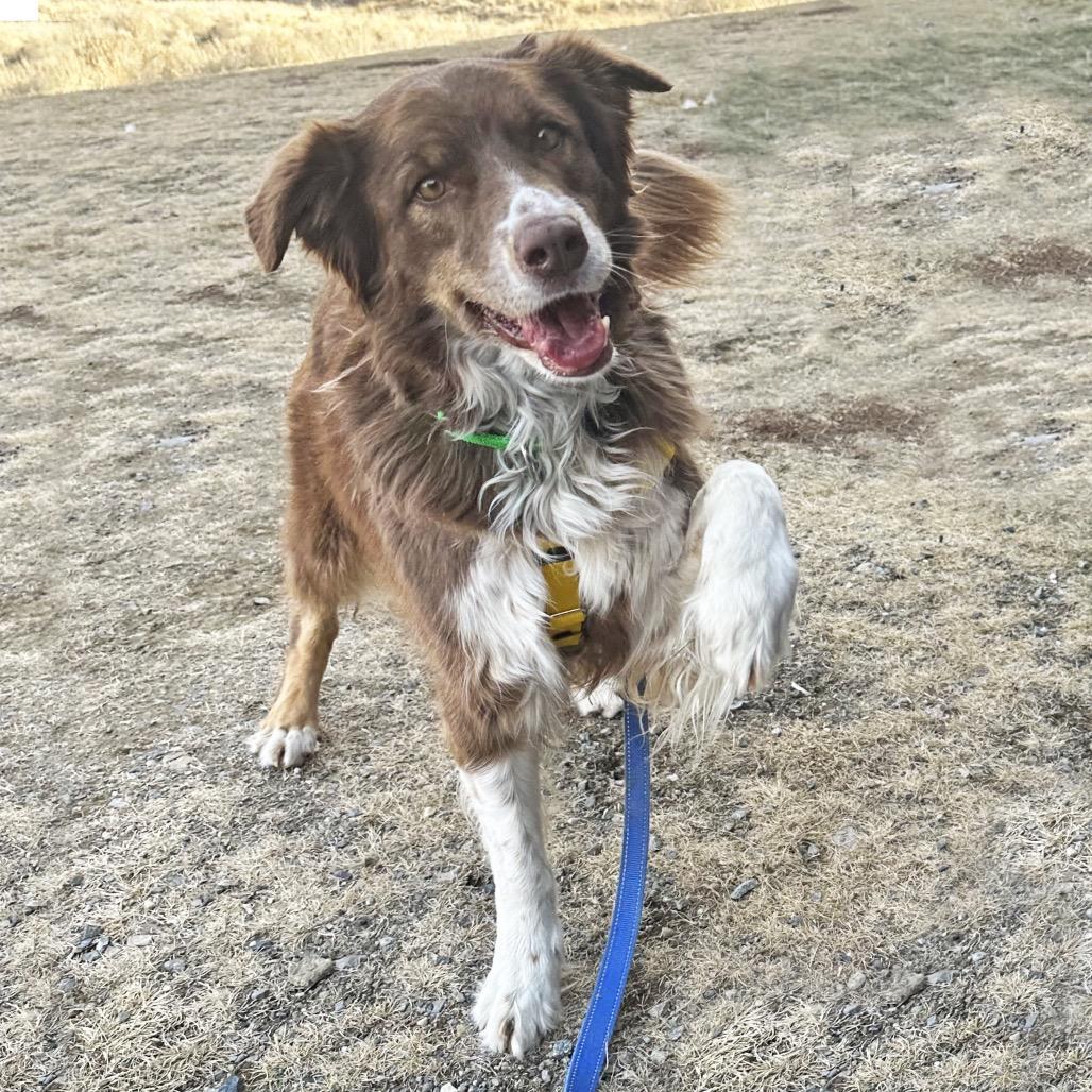 Soffi, Adoptable, Adult Female Mixed Breed.