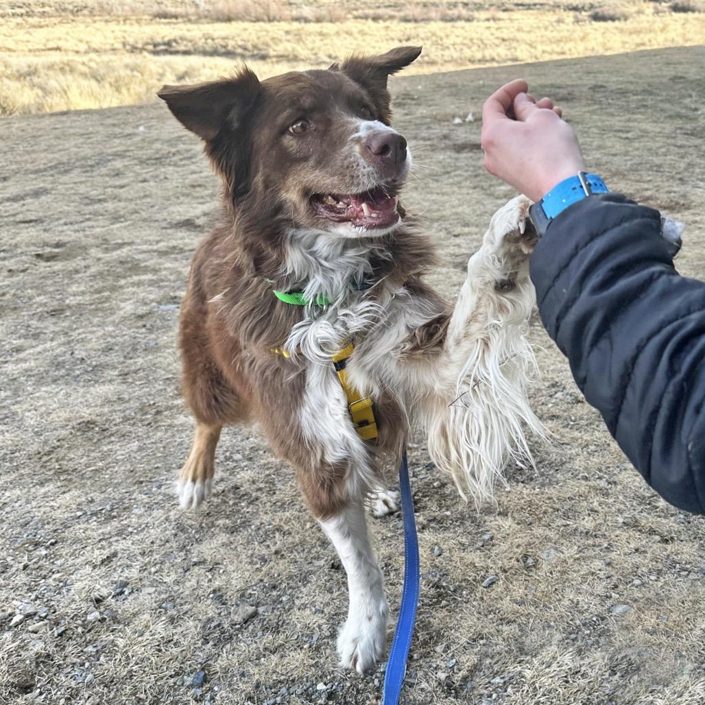 Enlarge Soffi, a Adoptable Mixed Breed in Hailey, ID image 2/5