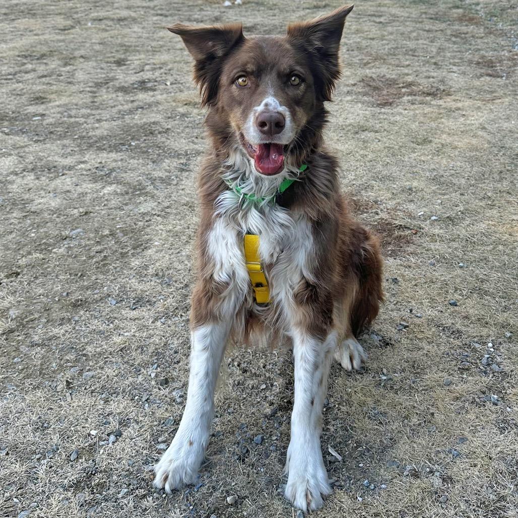 Enlarge Soffi, a Adoptable Mixed Breed in Hailey, ID image 4/5